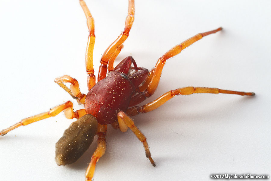 Bugs, Spiders and Critters in Colorado! (Golden, Estes Park: condo